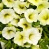 Calibrachoa Superbells® ‘Yellow Chiffon™’ 6″ Pot 1 Calibrachoa Superbells® ‘Yellow Chiffon™’ 6″ Pot -Planters Shop Calibrachoa Superbells® Yellow Chiffon