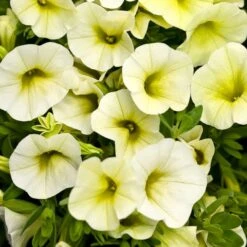Calibrachoa Superbells® ‘Yellow Chiffon™’ 6″ Pot
