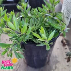 Calibrachoa Superbells® ‘Double Blue’ 6″ Pot 7 Calibrachoa Superbells® ‘Double Blue’ 6″ Pot -Planters Shop Calibrachoa Superbells® ‘Double Blue 6″ Pots