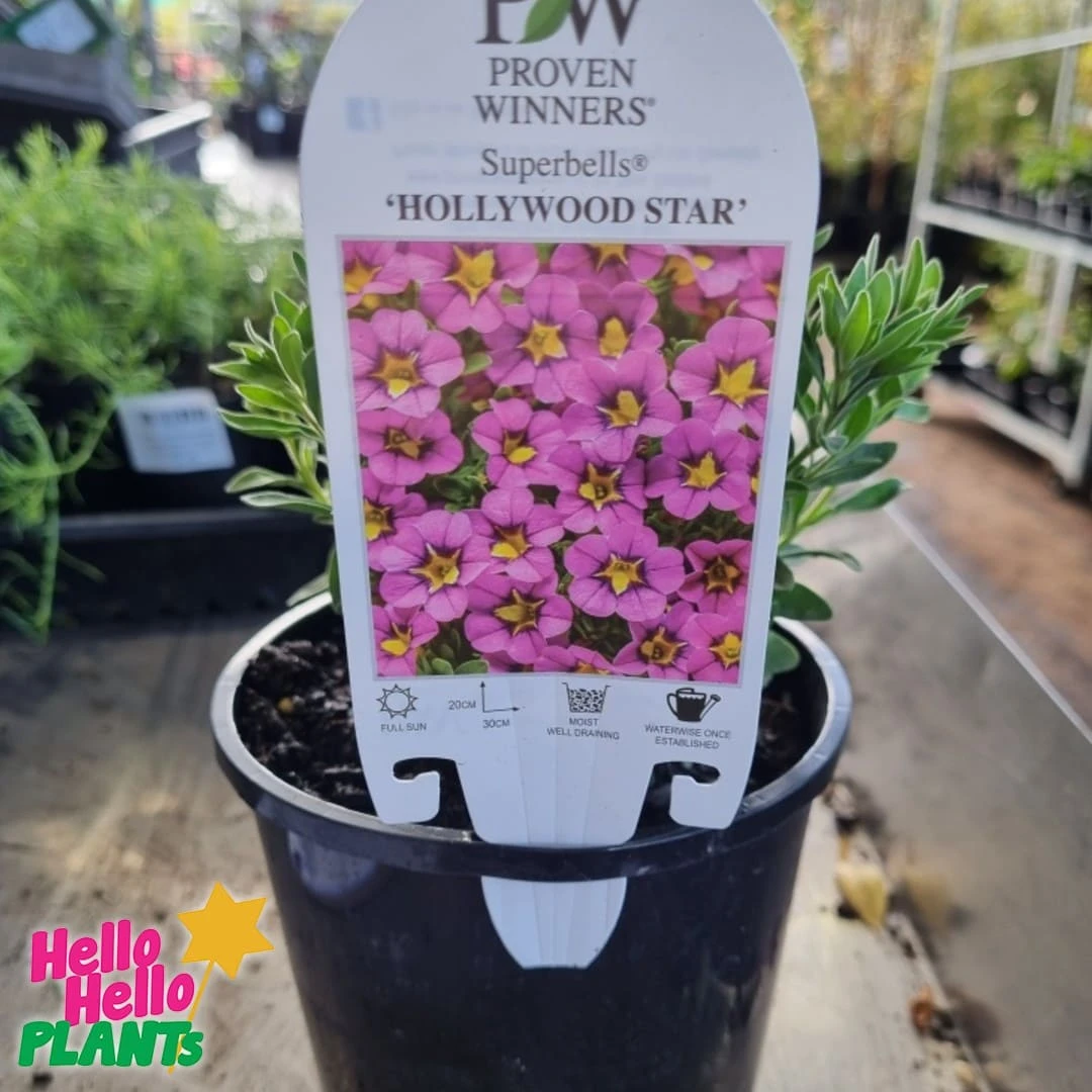 Calibrachoa Superbells® ‘Hollywood Star™’ 6″ Pot 4 Calibrachoa Superbells® ‘Hollywood Star™’ 6″ Pot - Image 2