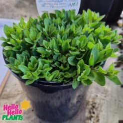 Calibrachoa Superbells® ‘Hollywood Star™’ 6″ Pot 7 Calibrachoa Superbells® ‘Hollywood Star™’ 6″ Pot -Planters Shop Calibrachoa Superbells® ‘Hollywood Star™ 6″ Pots