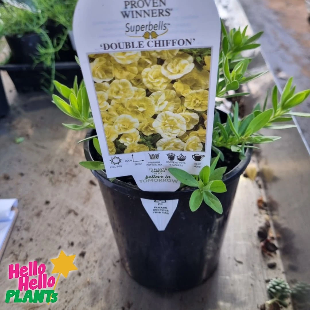 Calibrachoa Superbells® ‘Yellow Chiffon™’ 6″ Pot 4 Calibrachoa Superbells® ‘Yellow Chiffon™’ 6″ Pot - Image 2