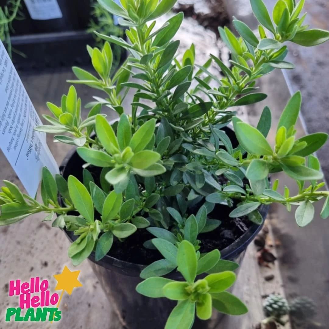 Calibrachoa Superbells® ‘Yellow Chiffon™’ 6″ Pot 5 Calibrachoa Superbells® ‘Yellow Chiffon™’ 6″ Pot - Image 3