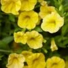 Calibrachoa ‘Yellow’ 6″ Pot 1 Calibrachoa ‘Yellow’ 6″ Pot -Planters Shop Calibrachoa Yellow 1