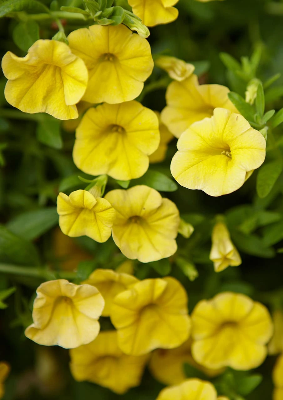 Calibrachoa ‘Yellow’ 6″ Pot 3 Calibrachoa ‘Yellow’ 6″ Pot