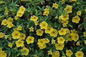 Calibrachoa ‘Yellow’ 6″ Pot 4 Calibrachoa ‘Yellow’ 6″ Pot - Image 2