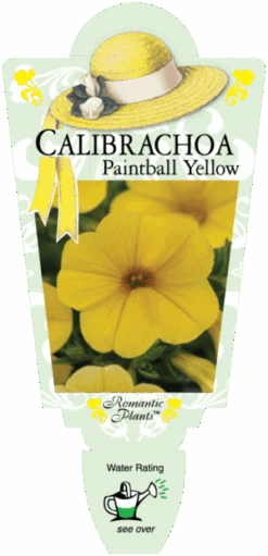 Calibrachoa ‘Yellow’ 6″ Pot 9 Calibrachoa ‘Yellow’ 6″ Pot -Planters Shop Calibrachoa Yellow