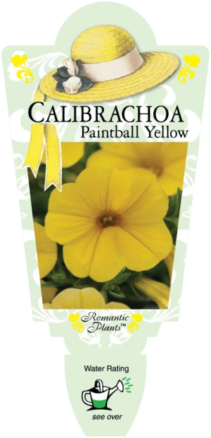 Calibrachoa ‘Yellow’ 6″ Pot 5 Calibrachoa ‘Yellow’ 6″ Pot - Image 3