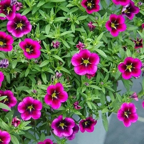 Calibrachoa Cabaret® ‘Goodnight Kiss’ 6″ Pot 4 Calibrachoa Cabaret® ‘Goodnight Kiss’ 6″ Pot - Image 2