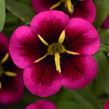 Calibrachoa Cabaret® ‘Goodnight Kiss’ 6″ Pot 5 Calibrachoa Cabaret® ‘Goodnight Kiss’ 6″ Pot - Image 3