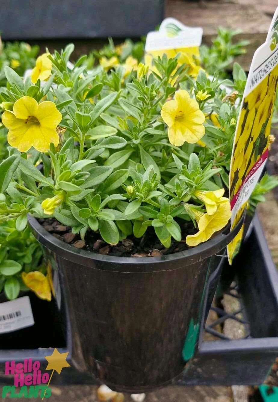 Calibrachoa ‘Yellow’ 6″ Pot 6 Calibrachoa ‘Yellow’ 6″ Pot - Image 4