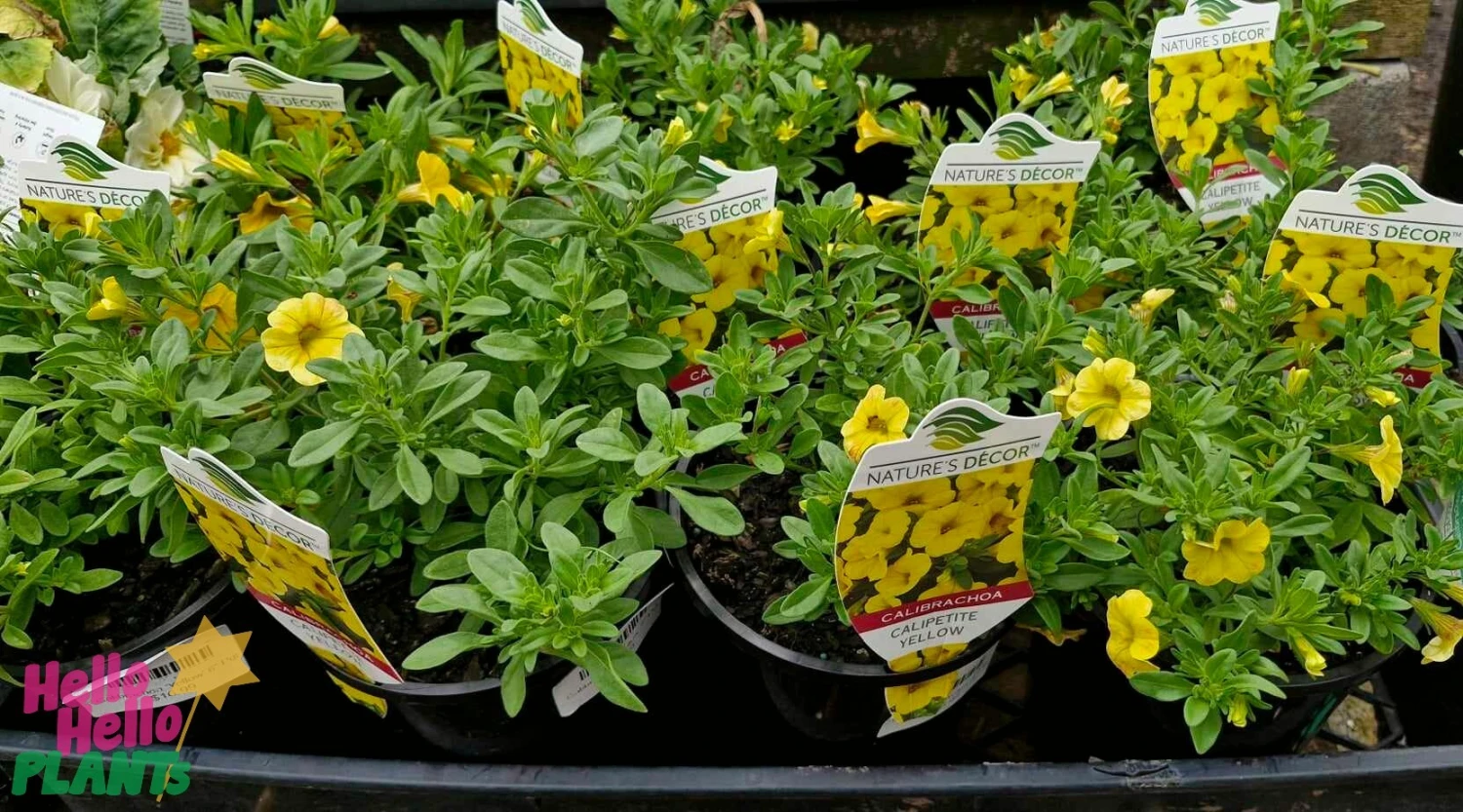 Calibrachoa ‘Yellow’ 6″ Pot 7 Calibrachoa ‘Yellow’ 6″ Pot - Image 5