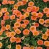 Calibrachoa ‘Orange’ 6″ Pot 2 Calibrachoa ‘Orange’ 6″ Pot -Planters Shop Calibrochoa Orange 1