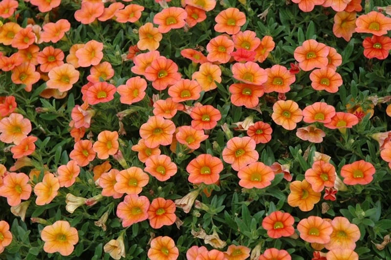 Calibrachoa ‘Orange’ 6″ Pot 3 Calibrachoa ‘Orange’ 6″ Pot