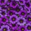 Calibrachoa ‘Purple’ 6″ Pot 1 Calibrachoa ‘Purple’ 6″ Pot -Planters Shop Calibrochoa Purple