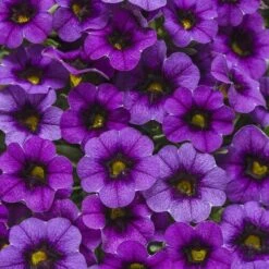 Calibrachoa ‘Purple’ 6″ Pot