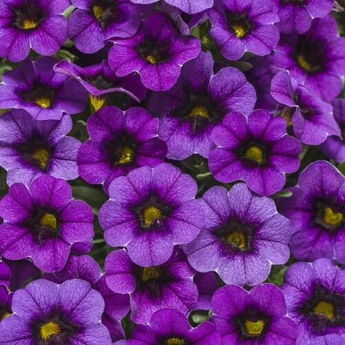 Calibrachoa ‘Purple’ 6″ Pot 3 Calibrachoa ‘Purple’ 6″ Pot