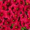 Calibrachoa ‘Red’ 6″ Pot 1 Calibrachoa ‘Red’ 6″ Pot -Planters Shop Calibrochoa Red 2