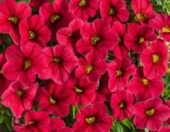Calibrachoa ‘Red’ 6″ Pot