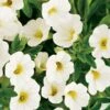 Calibrachoa ‘White’ 6″ Pot 1 Calibrachoa ‘White’ 6″ Pot -Planters Shop Calibrochoa White 1