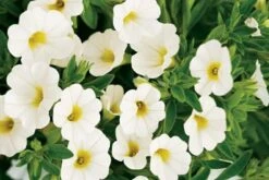 Calibrachoa ‘White’ 6″ Pot
