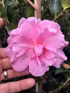 Camellia Sasanqua ‘With Love’ 10″ Pot (Espaliered) 7 Camellia Sasanqua ‘With Love’ 10″ Pot (Espaliered) -Planters Shop Camellia With Love 1