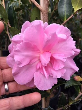 Camellia Sasanqua ‘With Love’ 10″ Pot (Espaliered) 5 Camellia Sasanqua ‘With Love’ 10″ Pot (Espaliered) - Image 3