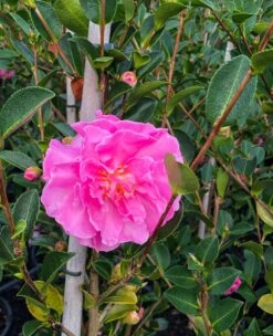 Camellia Sasanqua ‘With Love’ 10″ Pot (Espaliered)