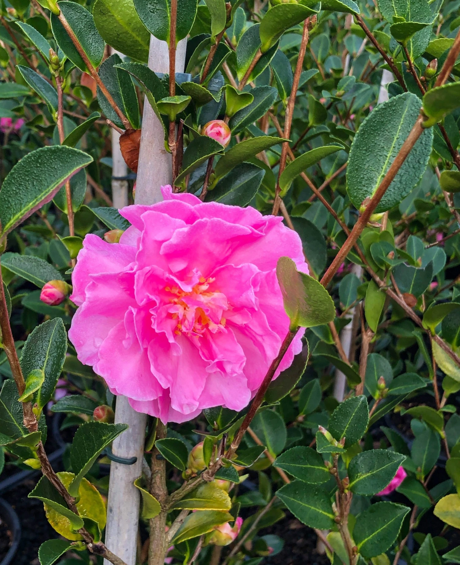Camellia Sasanqua ‘With Love’ 10″ Pot (Espaliered) 3 Camellia Sasanqua ‘With Love’ 10″ Pot (Espaliered)