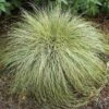 Carex ‘Frosted Curls’ -Planters Shop Carex Frosted Curls