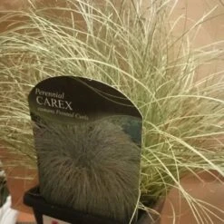 Carex ‘Frosted Curls’ 7 Carex ‘Frosted Curls’ -Planters Shop Carex Frosted Curls 2