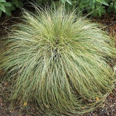 Carex ‘Frosted Curls’ 3 Carex ‘Frosted Curls’