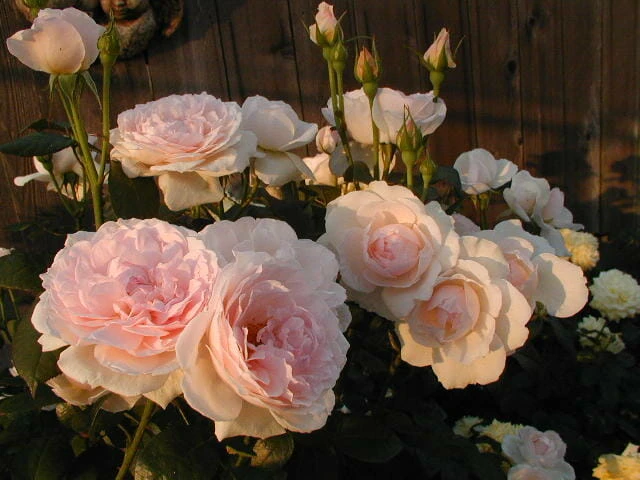 Rose ‘Chaucer’ (David Austin) Bush Form (Eco Grade) 3 Rose ‘Chaucer’ (David Austin) Bush Form (Eco Grade)