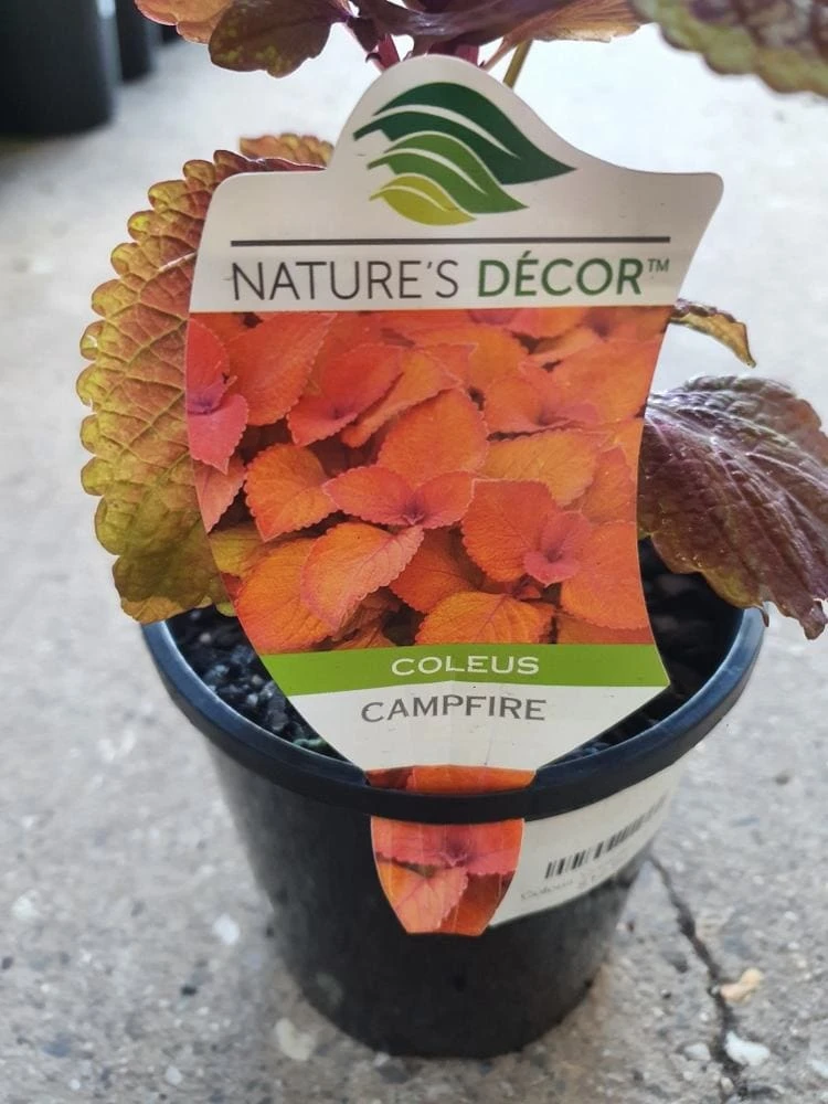 Coleus ‘Campfire’ 6″ Pot 5 Coleus ‘Campfire’ 6″ Pot - Image 3