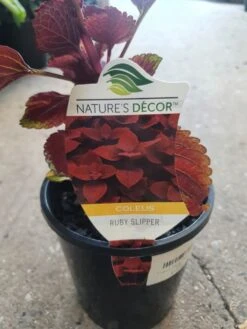 Coleus ‘Ruby Slipper’ 6″ Pot -Planters Shop Coleus Ruby Slipper