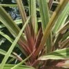 Cordyline ‘Can Can’ 2 Cordyline ‘Can Can’ -Planters Shop Cordyline Can Can 2