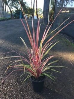 Planters Shop 11 Planters Shop -Planters Shop Cordyline Can Can 3