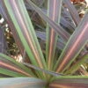 Cordyline ‘Electric Star™’ 1 Cordyline ‘Electric Star™’ -Planters Shop Cordyline Electric Star 550x412 1