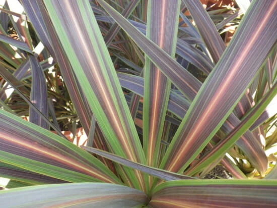 Cordyline ‘Electric Star™’ 3 Cordyline ‘Electric Star™’
