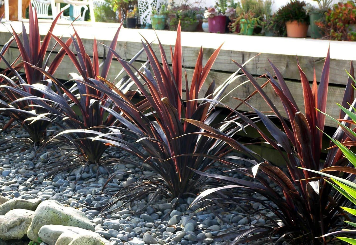 Cordyline ‘Renegade’ 8” Pot 3 Cordyline ‘Renegade’ 8” Pot