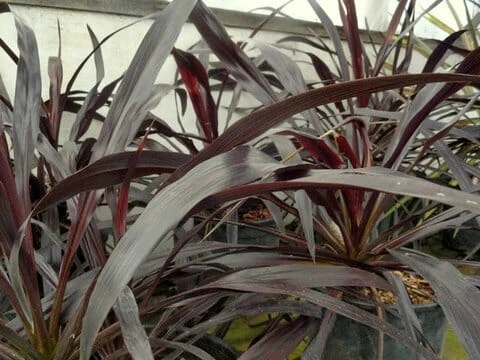 Cordyline ‘Renegade’ 8” Pot 4 Cordyline ‘Renegade’ 8” Pot - Image 2