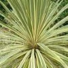 Cordyline Australis ‘Fantasy’ 6″ Pot 2 Cordyline Australis ‘Fantasy’ 6″ Pot -Planters Shop Cordyline australis Fantasy