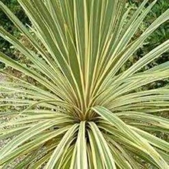 Cordyline Australis ‘Fantasy’ 6″ Pot