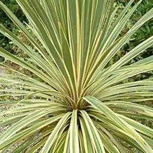 Cordyline Australis ‘Fantasy’ 6″ Pot 3 Cordyline Australis ‘Fantasy’ 6″ Pot