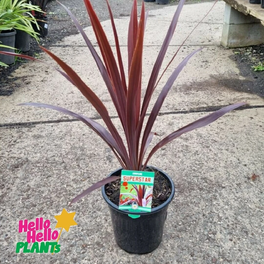 Cordyline ‘Superstar’ 7″ Pot 4 Cordyline ‘Superstar’ 7″ Pot - Image 2