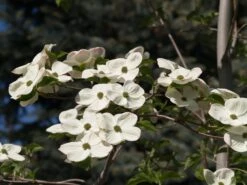 Cornus ‘Eddies White Wonder’ Dogwood 7 Cornus ‘Eddies White Wonder’ Dogwood -Planters Shop Cornus Eddies White Wonder Dogwood flowering