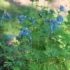 Corydalis ‘Porcelain Blue’ -Planters Shop Corydalis flexuosa Porcelain Blue Fumewort