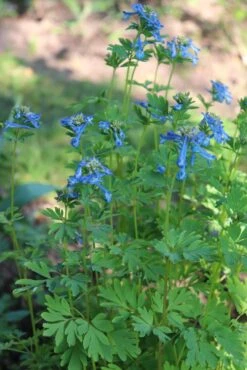 Corydalis ‘Porcelain Blue’