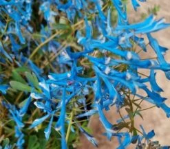 Corydalis ‘Porcelain Blue’ -Planters Shop Corydalis flexuosa Porcelain Blue Main