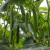 Cucumber ‘Long Green’ 4″ Pot 1 Cucumber ‘Long Green’ 4″ Pot -Planters Shop Cucumber Long Green Cucumis sativus